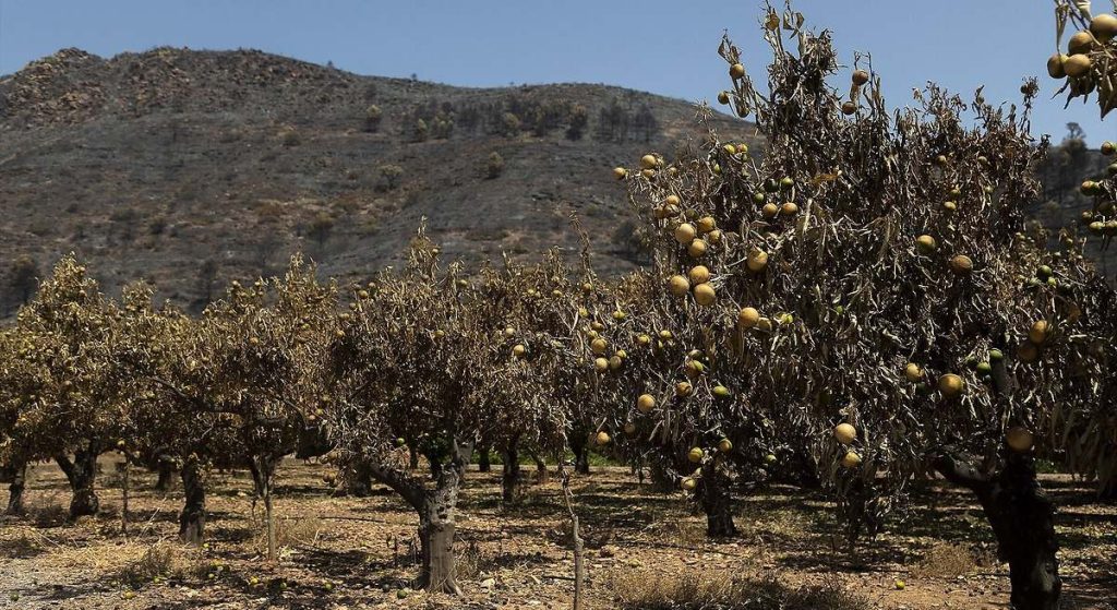 El campo valenciano cifra en 35 millones las pérdidas por el incendio de la Vall d’Uixó (Castellón)