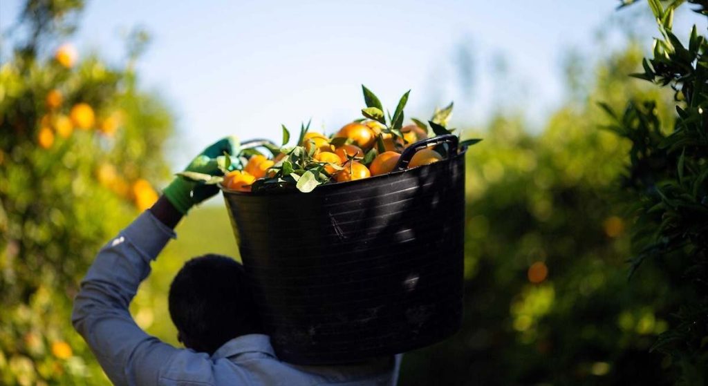 La sangría del campo valenciano: pierde más de 7.100 agricultores de la PAC en solo tres años